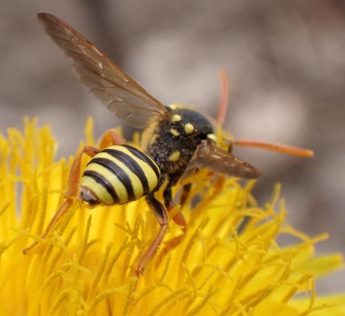 Nomada goodeniana